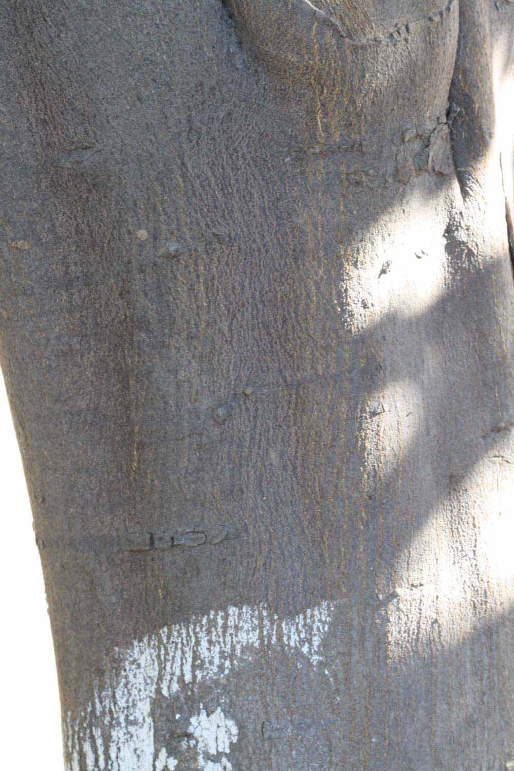            Bark (Riverside, CA)   